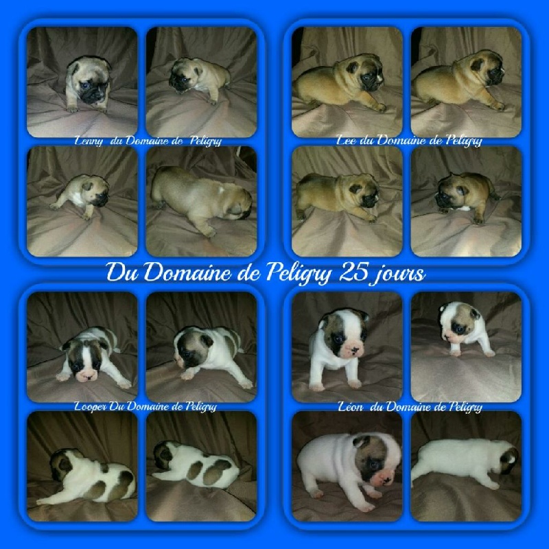 Du Domaine De Peligry - Bouledogue français - Portée née le 16/09/2015