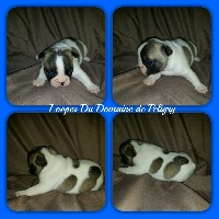 looper du domaine de peligry