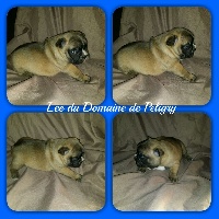 Loustic du domaine de peligry