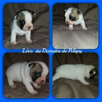 LÉON Du domaine de Peligry